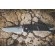 Extrema Ratio MF1 EVO D Black Satin M390 Extrema Ratio MF1 EVO D Black Satin M390